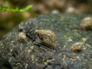 Snails invertebrates Bladder Snails - Algae Eater - Advert 2