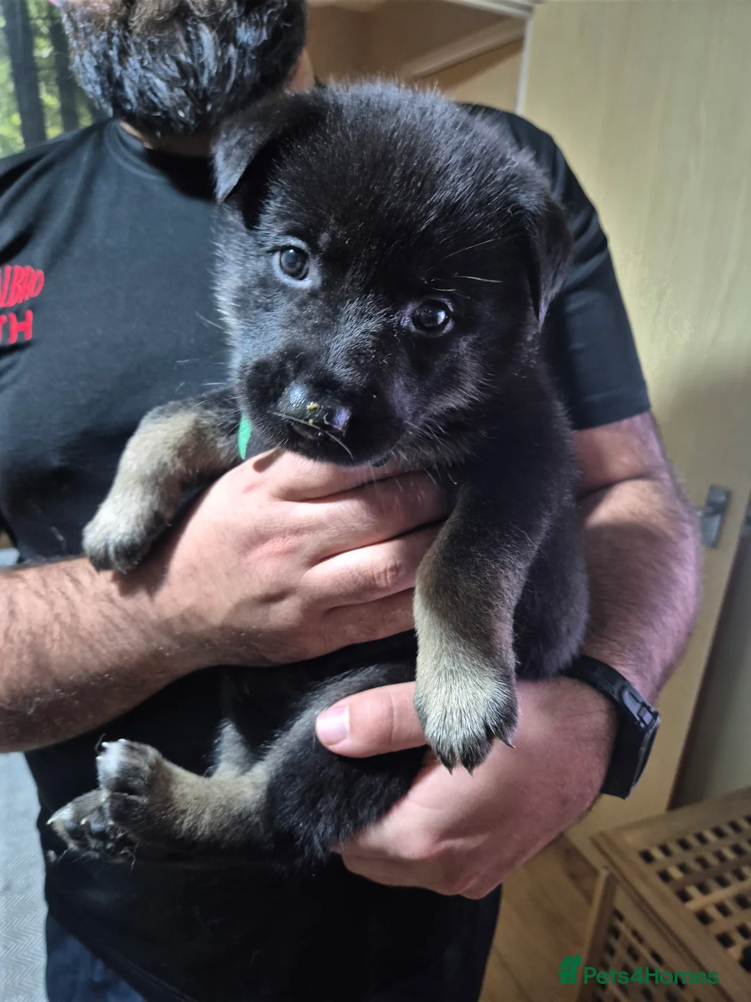 Mixed Breed dogs for sale: READY NOW! Stunning litter of puppies!! - Advert 31