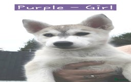Mixed Breed dogs for sale: Shepsky  - Image 3
