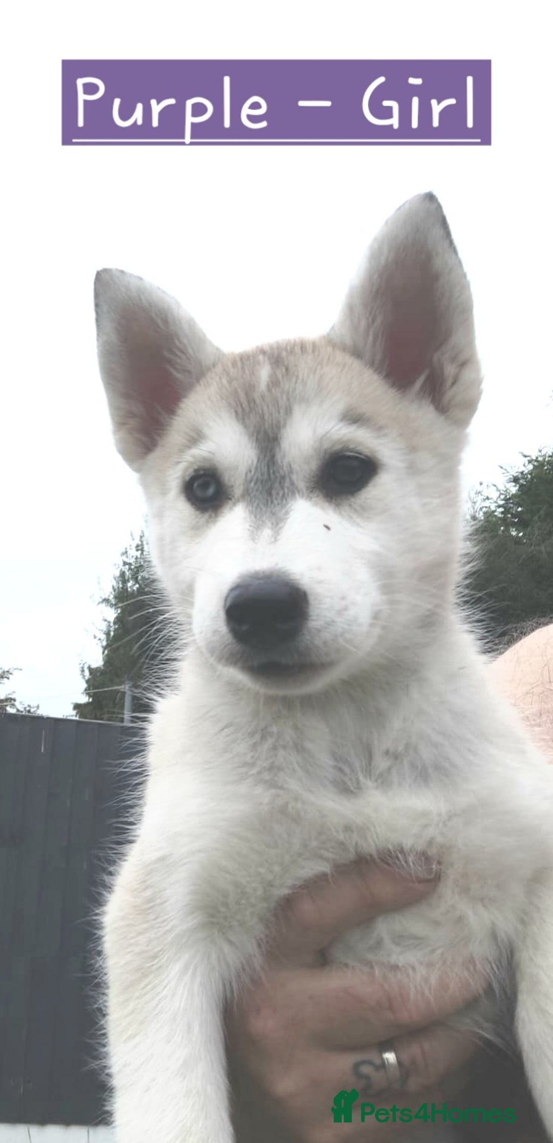 Mixed Breed dogs for sale: Shepsky  - Image 3