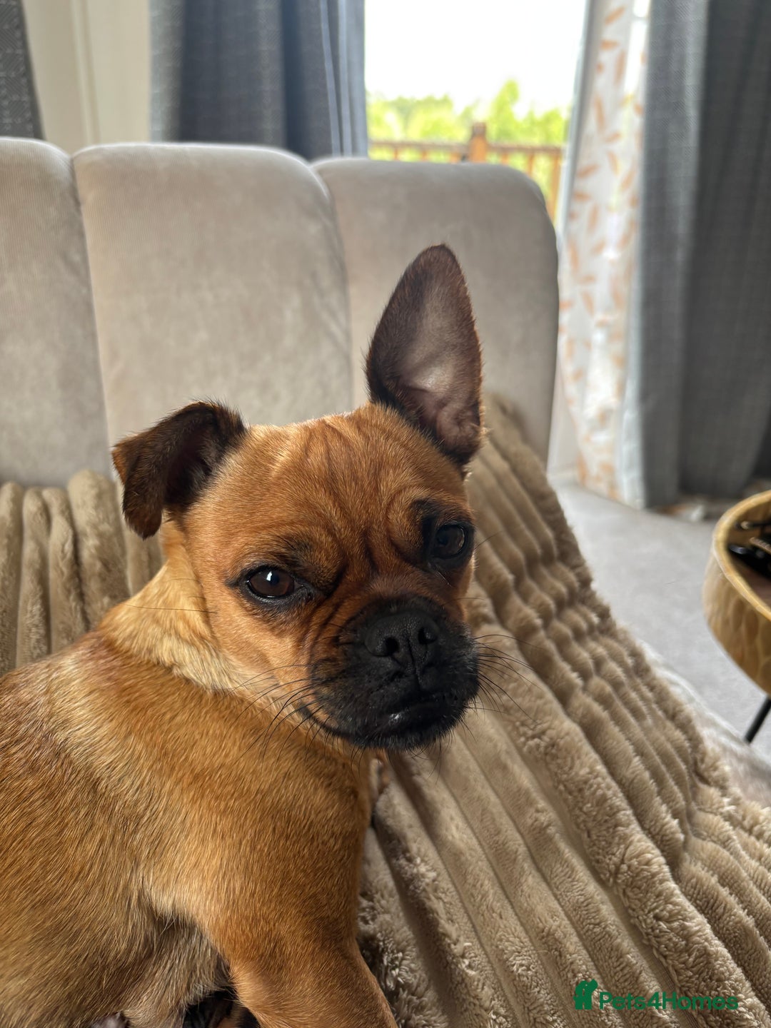 Jug dogs for sale: Jug/Jack Russell Pups - Image 6