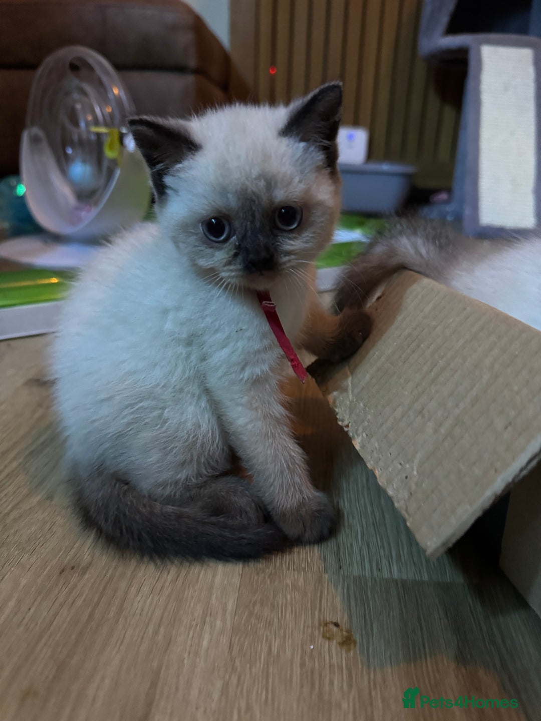 British Shorthair cats for sale:  British shorthair colourpoint pedigree kittens  - Image 30