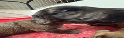 Doxiepoo dogs for sale: Ready 6th October 2 girls 2 boy Doxiepoos  - Advert 10