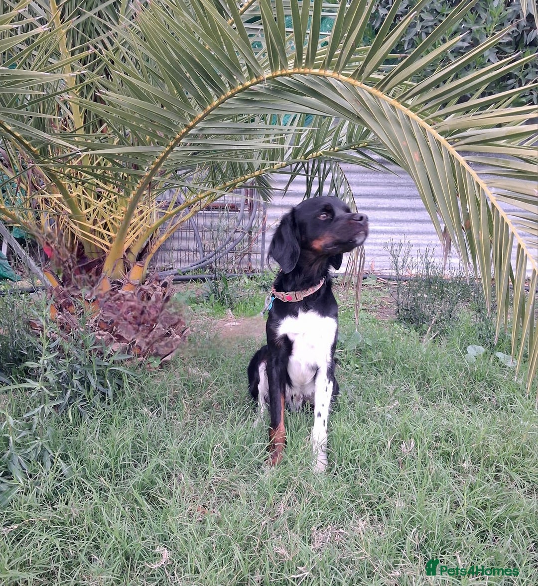 Mixed Breed dogs for adoption: Be BROODY's Best Friend.... - Advert 4