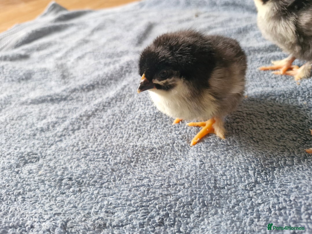Chickens poultry for sale: Chicks for sale  - Image 5