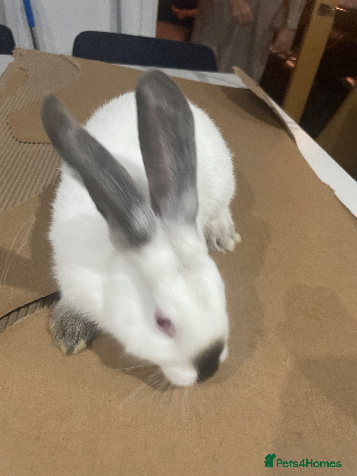 Mixed Breed rabbits New Zealand/Californian Cross - Advert 2