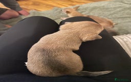 Chihuahua dogs for sale: Brother and sister Chihuahua - Advert 17