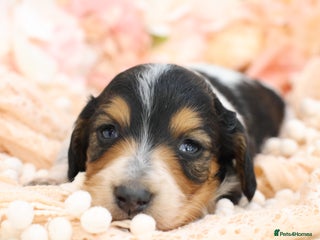 Miniature Dachshund dogs KC Longhair Miniature Dachshund Puppies - Advert 8