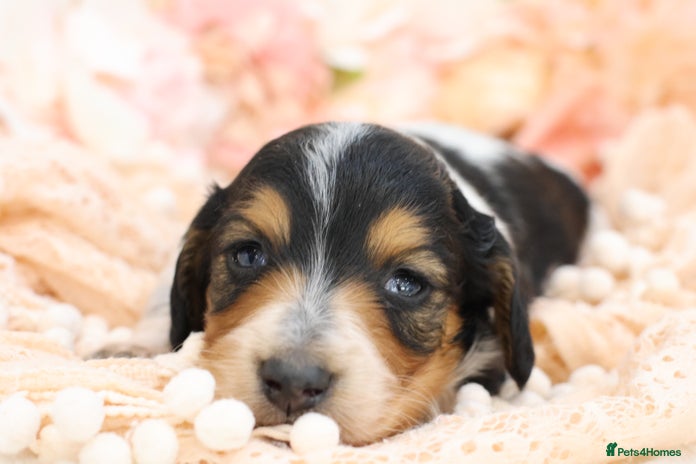 Miniature Dachshund dogs KC Longhair Miniature Dachshund Puppies - Advert 16