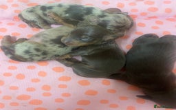 Miniature Dachshund dogs for sale: 1 Boy & 1 Girl Tan Pedigree Miniature Puppies - Image 3
