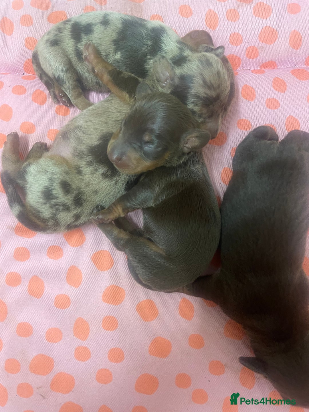 Miniature Dachshund dogs for sale: 1 Boy & 1 Girl Tan Pedigree Miniature Puppies - Image 3