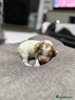 Mixed Breed dogs - Advert 15