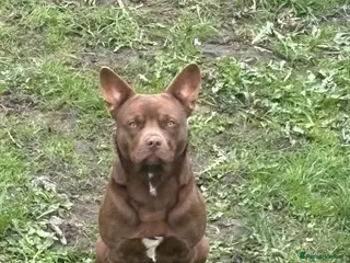 Mixed Breed dogs frenchollie in need of new home - Advert 8