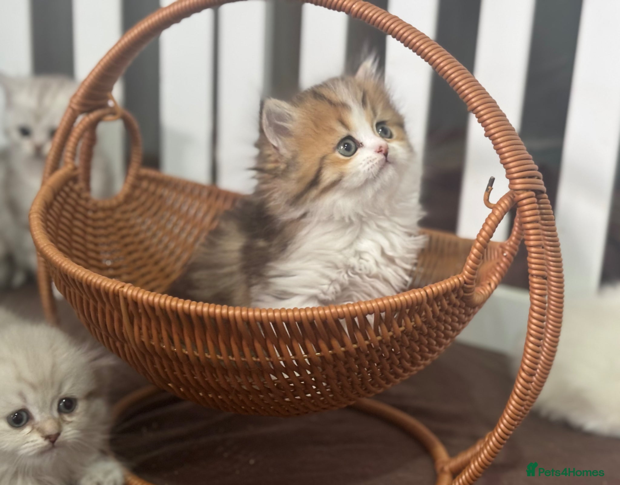 Munchkin cats TICA registered munchkin kittens  - Advert 2