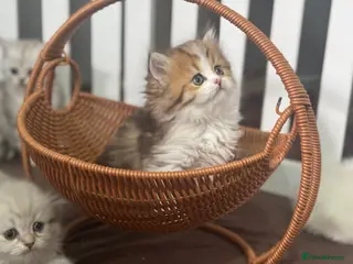 Munchkin cats TICA registered munchkin kittens - Advert 3