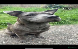 Mixed Breed dogs for sale: Keeba - Image 3