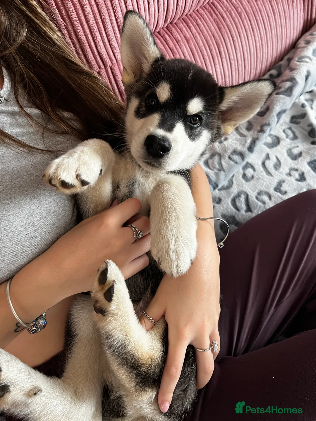 Mixed Breed dogs for sale: Husky X Labrador puppies  - Advert 2