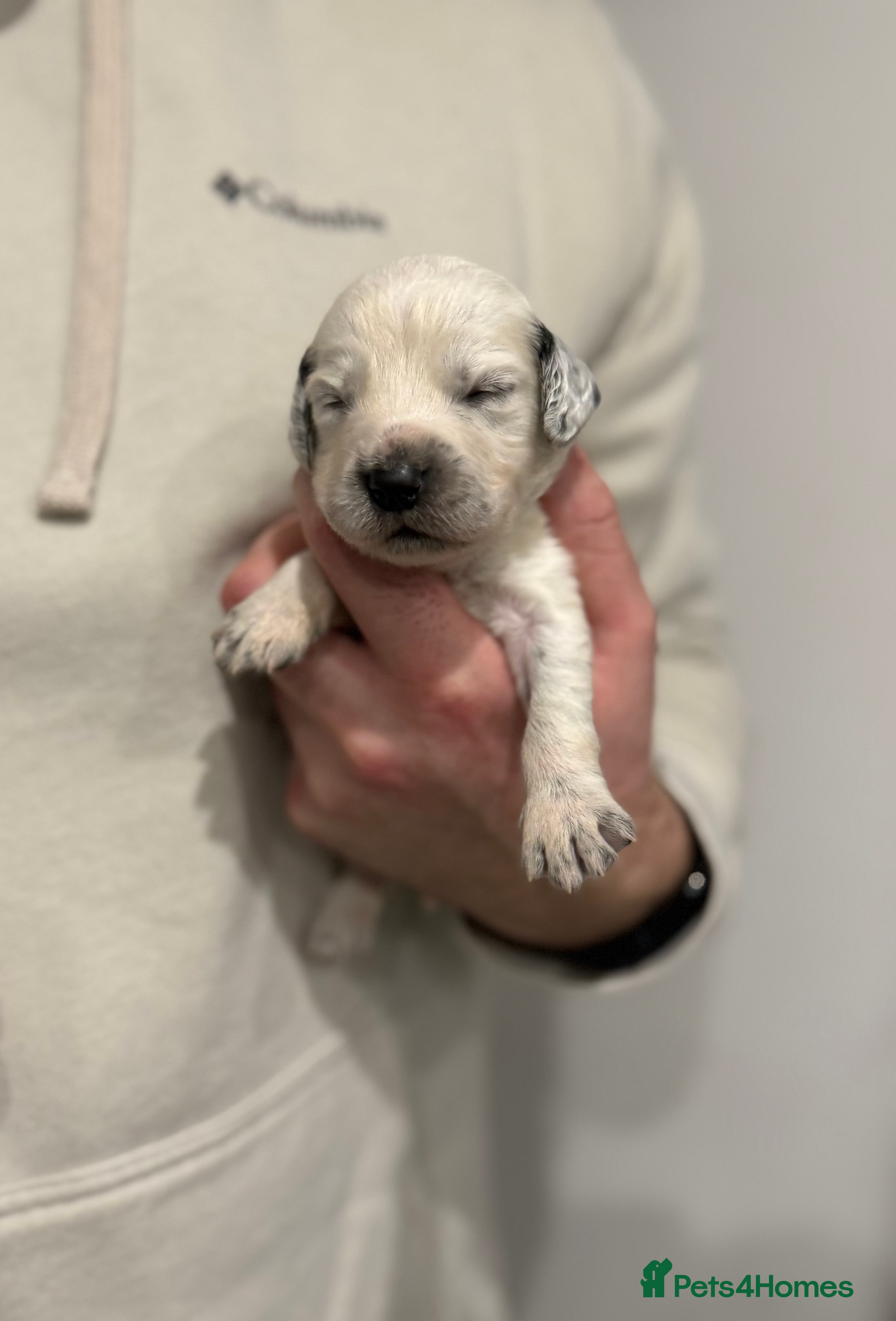 Sprocker dogs Sprocker puppies for sale 🐶  - Advert 4