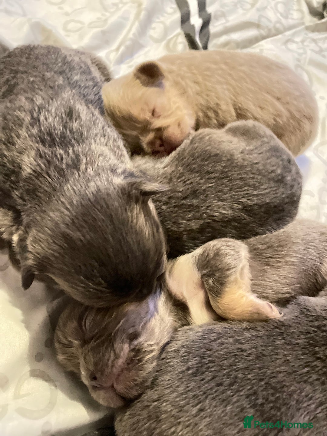 French Bulldog dogs for sale: 🩷🐶🐾6 Adorable fluffy French bulldogs 🩷🐶🐾 - Advert 23