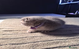 Scottish Fold cats for sale: ⭐️ Beautiful Scottish Folds ⭐️ - Image 20