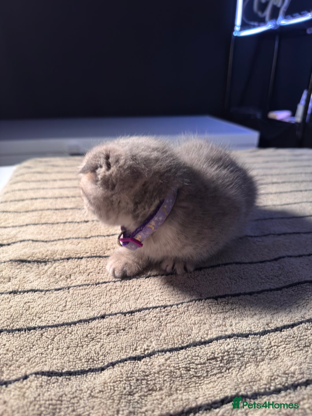 Scottish Fold cats for sale: ⭐️ Beautiful Scottish Folds ⭐️ - Image 20