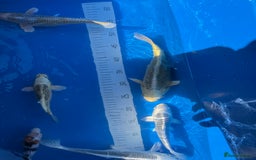 Koi Carp fish for sale: Various koi carp - Image 18