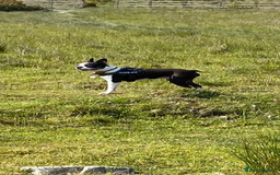 Boston Terrier dogs for stud: Champion Bloodlines KC Boston Terrier Stud Dog in Ebbw Vale - Image 2