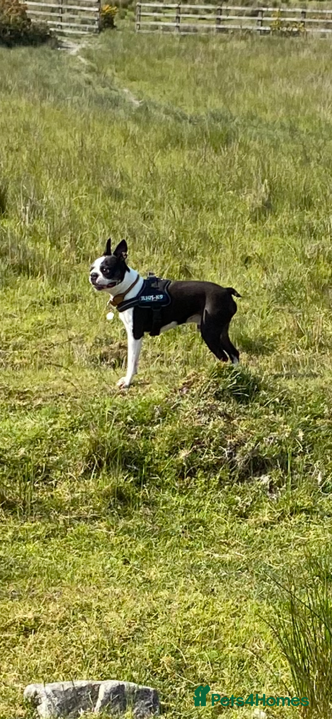 Boston Terrier dogs for stud: Champion Bloodlines KC Boston Terrier Stud Dog in Ebbw Vale - Image 2