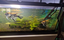 Angelfish fish for sale: Mating pair of angelfish free to good home  - Image 3