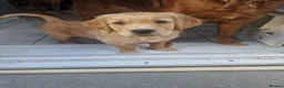 Golden Retriever dogs for sale: Stunning dark golden retriever puppies for sale - Advert 12