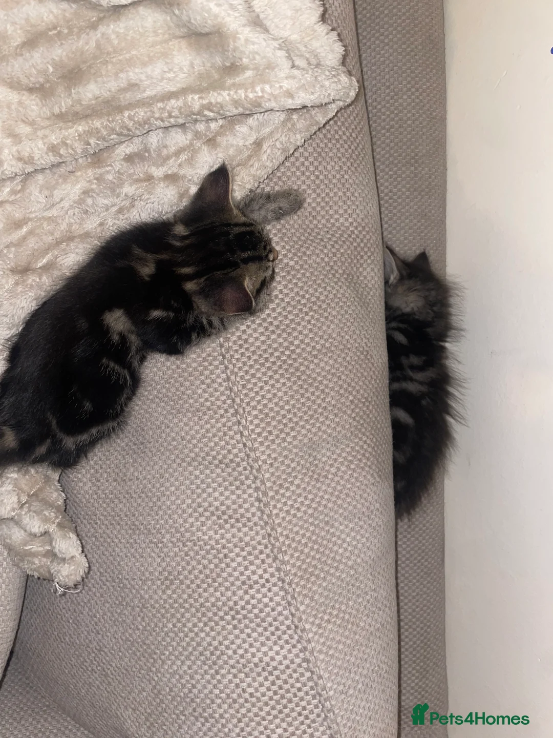 Mixed Breed cats for sale: 2 Tabby Kittens and 1 Black kitten for sale in Guildford - Advert 13
