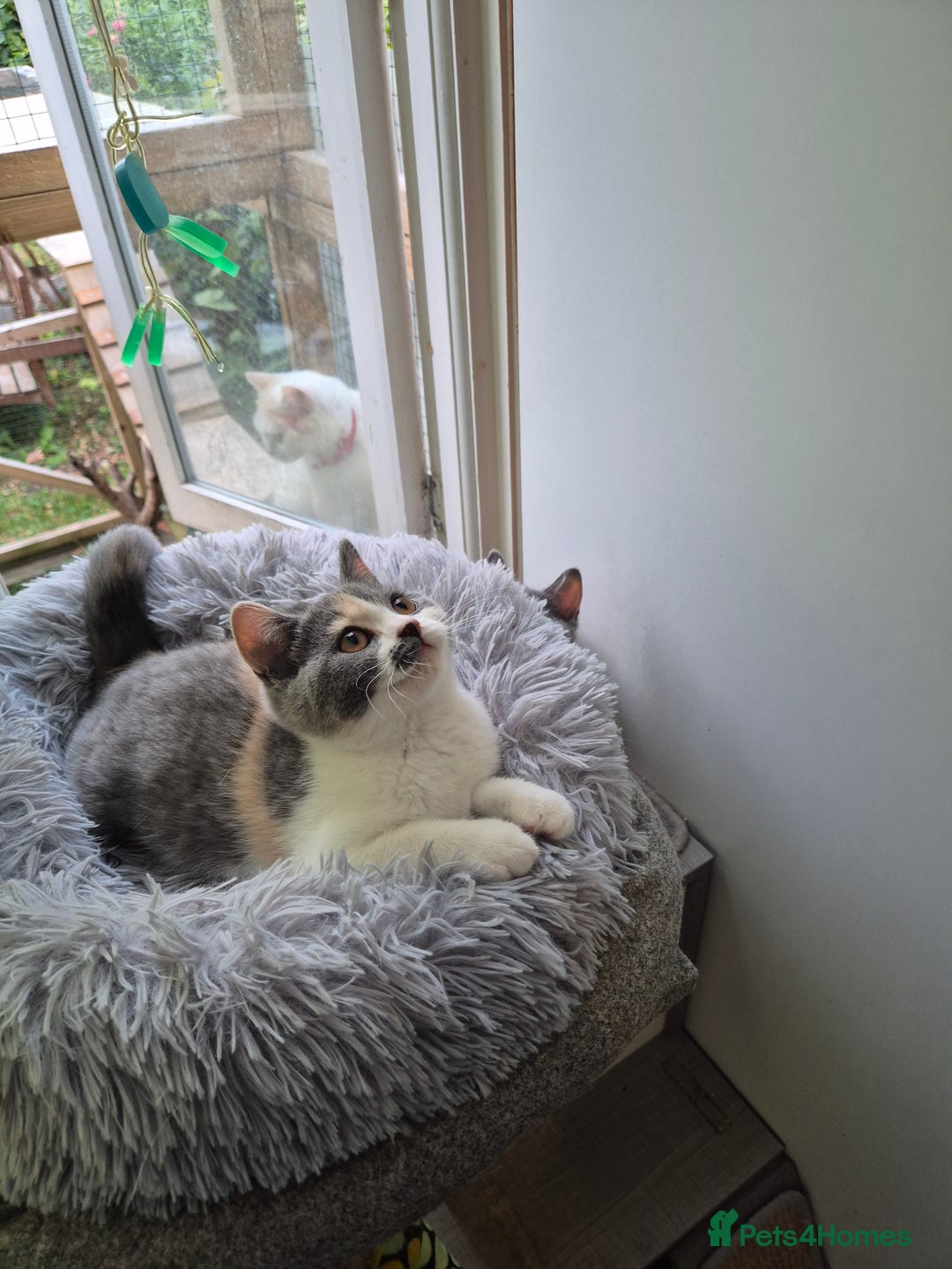 British Shorthair cats for sale: BSH from GCCF parents, champions in pedigree - Image 9