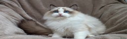 Ragdoll cats for sale: 2 RAGDOLL KITTENS TO GO TOGETHER CHAMPION IMP BL - Advert 25