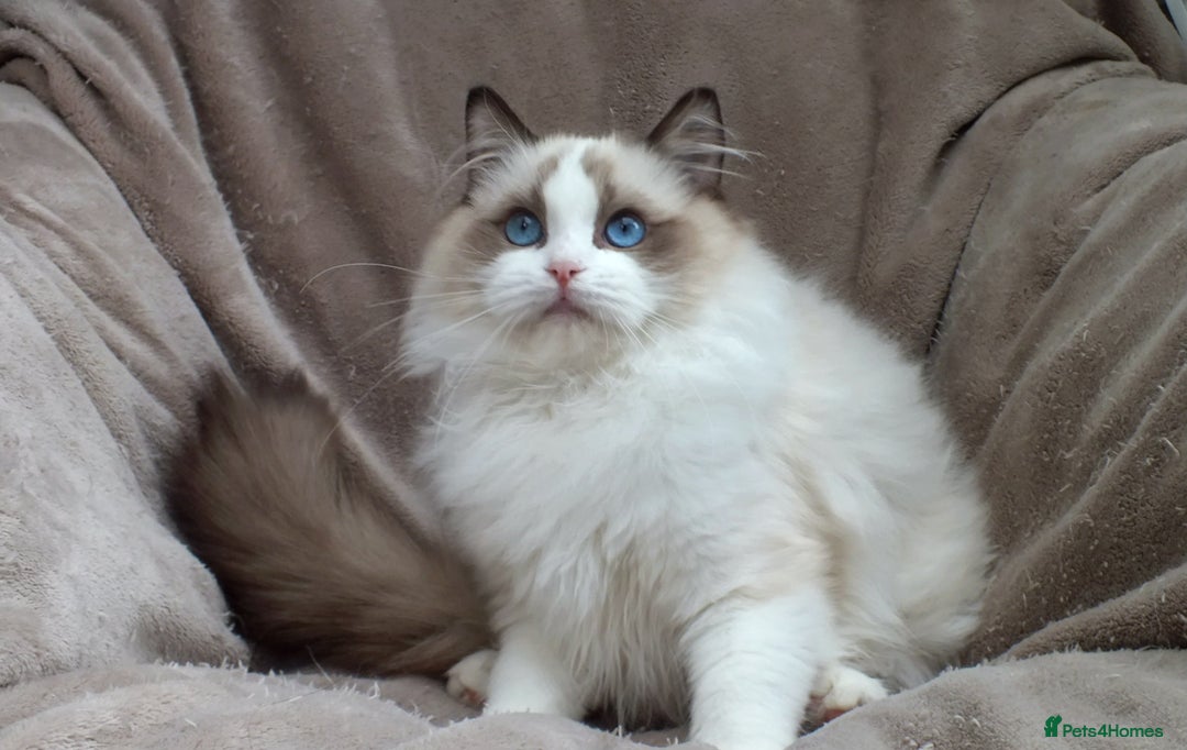 Ragdoll cats for sale: 2 RAGDOLL KITTENS TO GO TOGETHER CHAMPION IMP BL - Advert 25