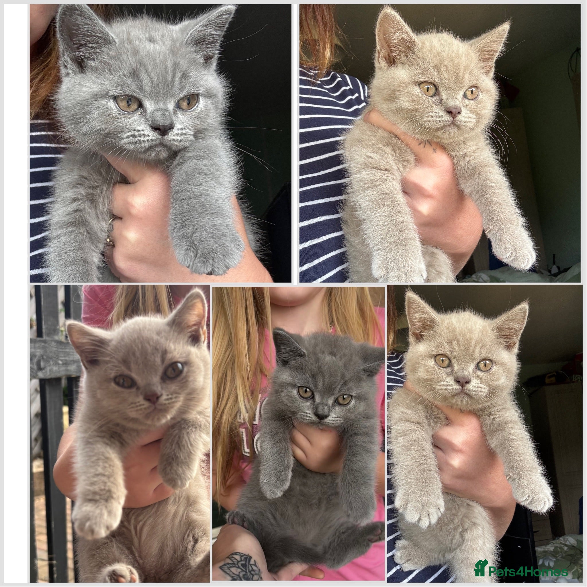 British Shorthair cats GCCF REGISTERED BRITISH SHORTHAIR KITTENS 🐾 - Advert 17