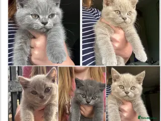 British Shorthair cats GCCF REGISTERED BRITISH SHORTHAIR KITTENS 🐾 - Advert 17