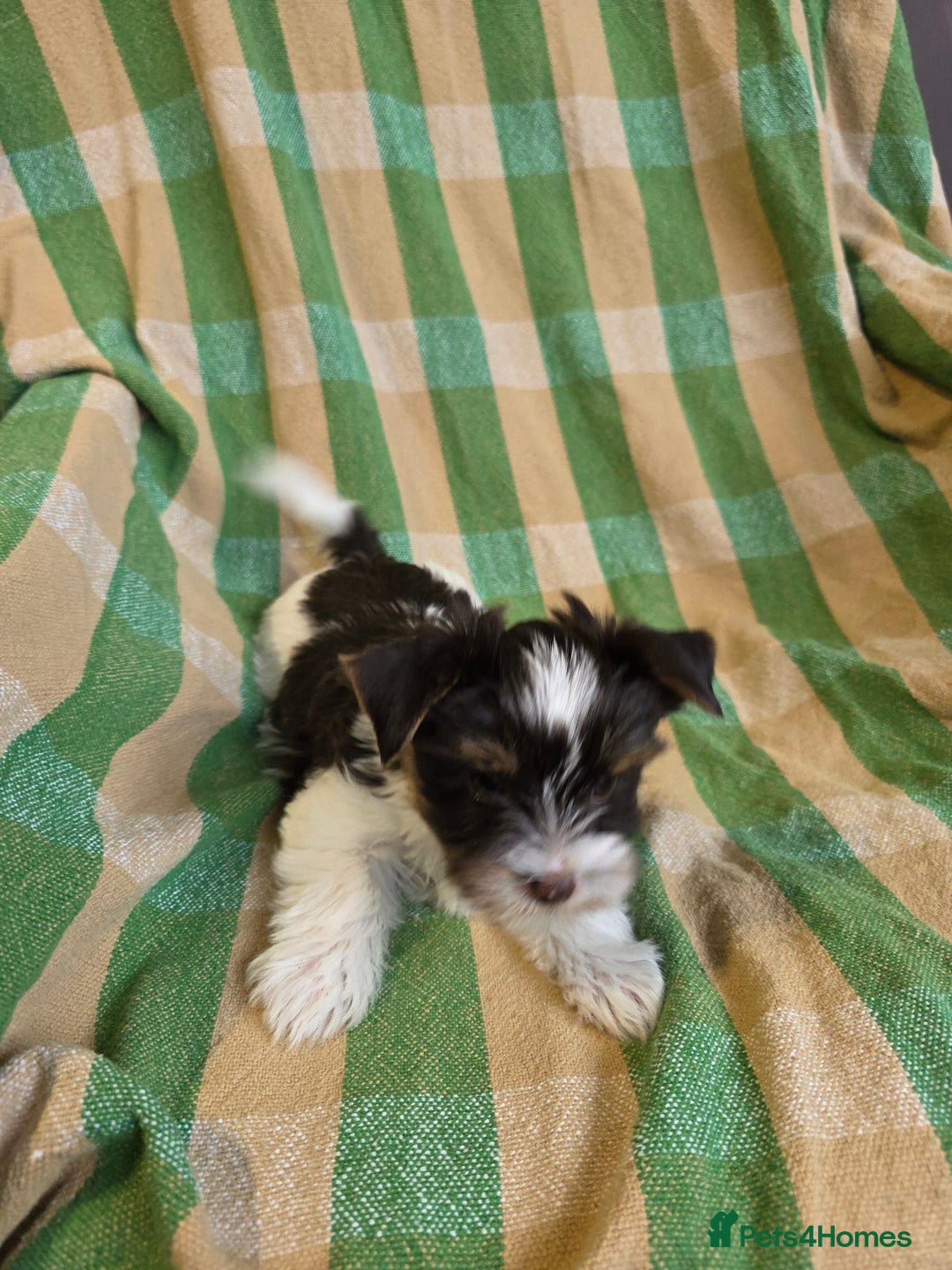 Yorkshire Terrier dogs for sale: Cocos' babies - Advert 12