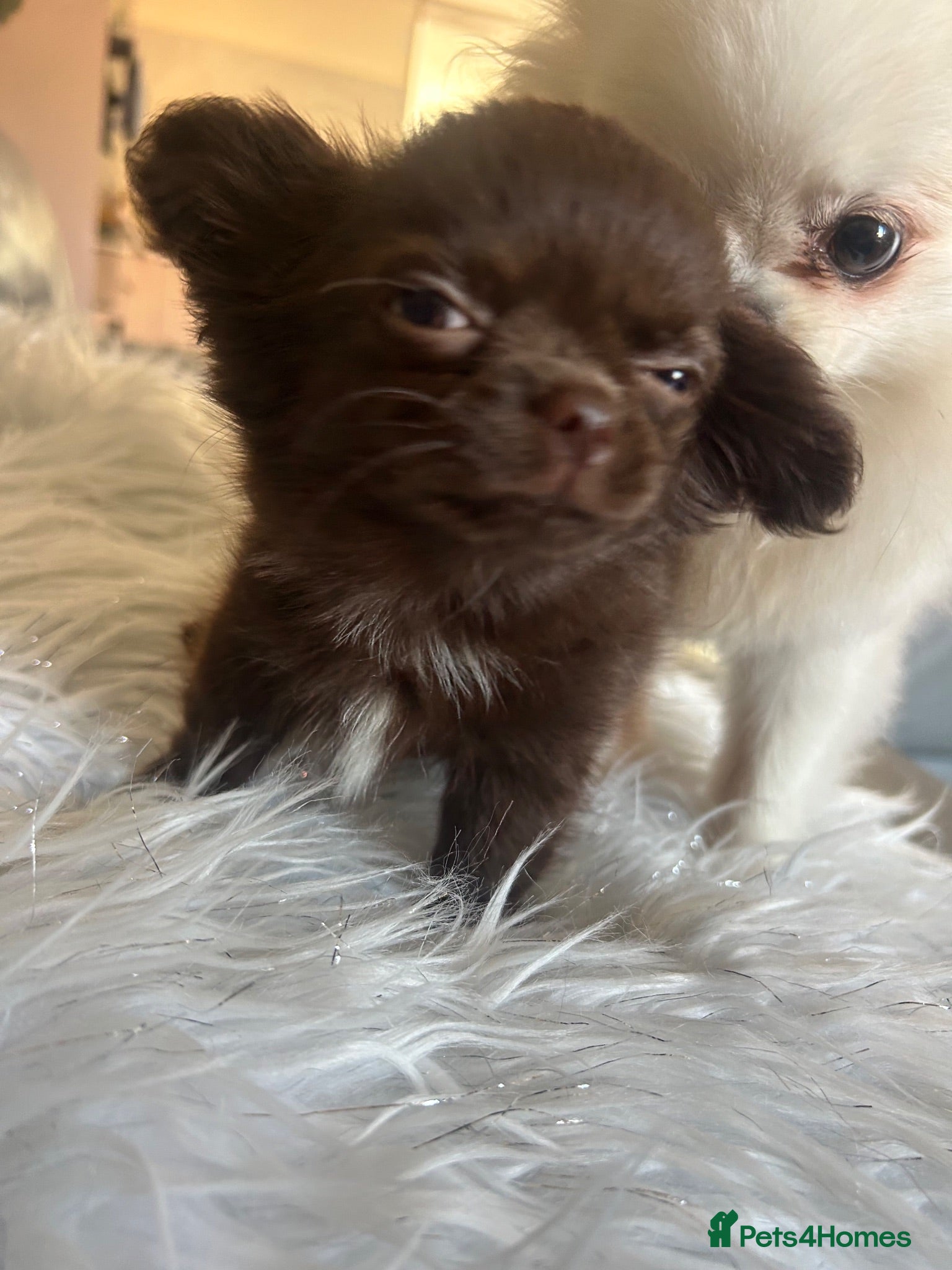 Chihuahua dogs READY NOW - Long coat chihuahua puppies - Advert 2