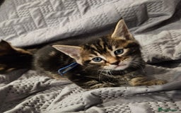 Russian Blue cats for sale: Mix Russian Blue and Maine Coon - Image 1
