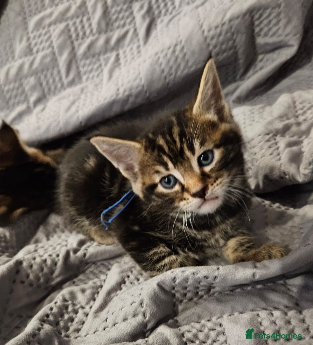 Russian Blue cats for sale: Mix Russian Blue and Maine Coon - Image 1