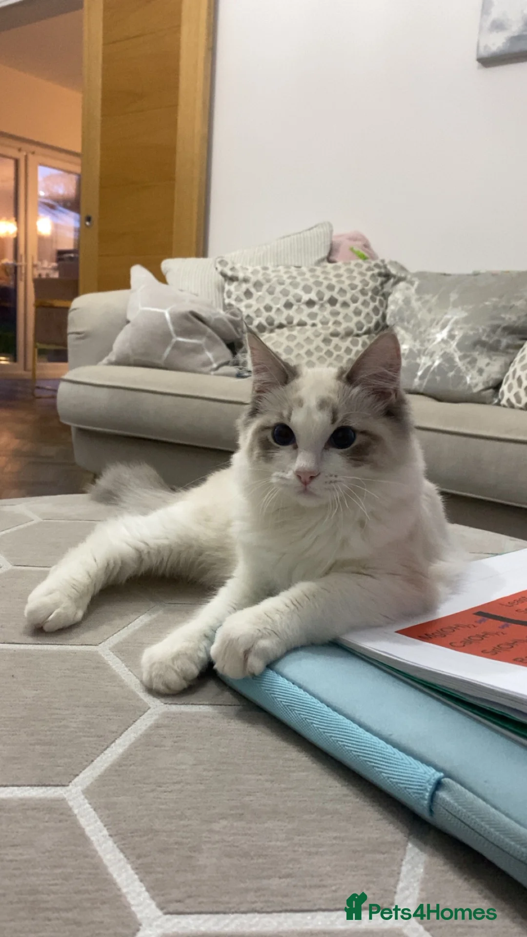 Ragdoll cats for sale: 2 rag doll boys for sale in Cardiff - Advert 8