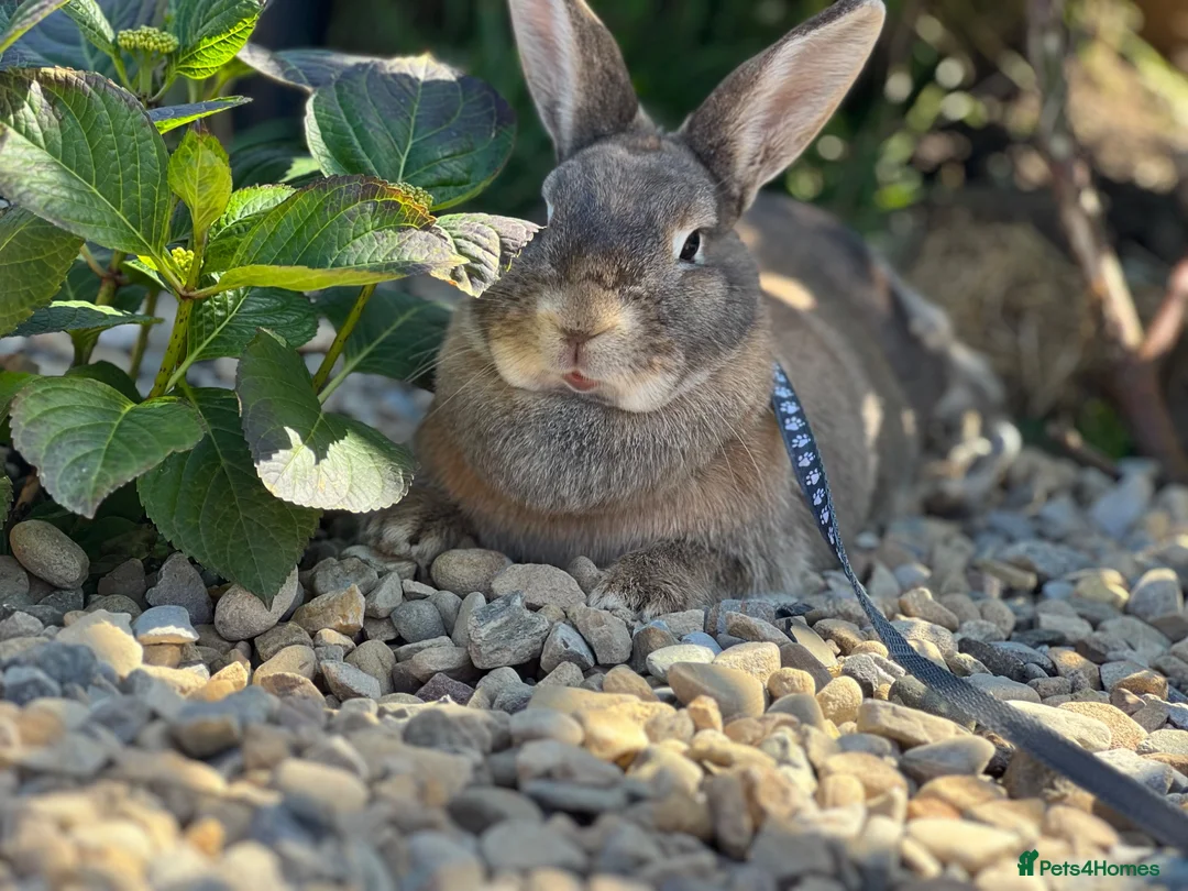 Mixed Breed rodents for sale: 2x rabbits  in Redcar - Advert 8