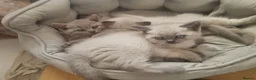 British Shorthair cats for sale: British Shorthair Kitten for sale  - Advert 2