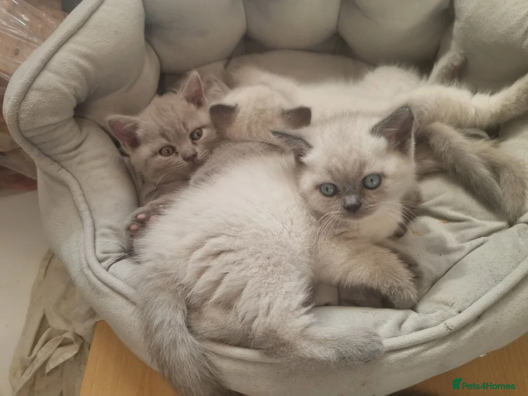 British Shorthair cats for sale: British Shorthair Kitten for sale  - Advert 2