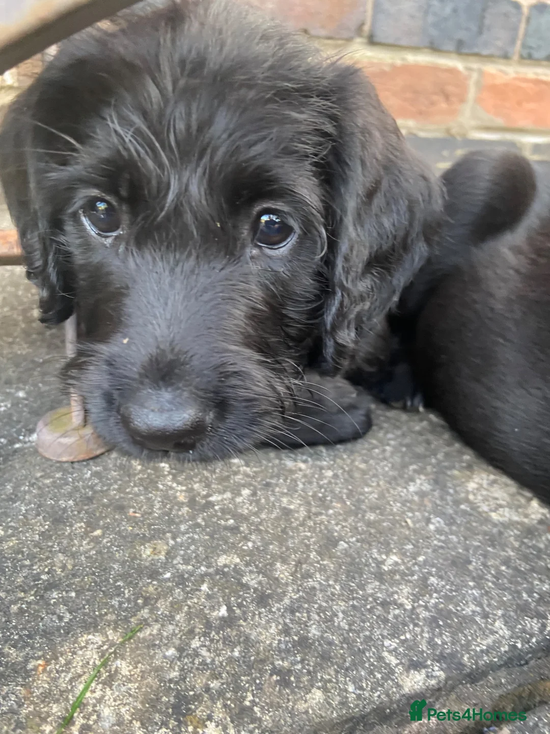 Labradoodle dogs for sale: Labrador x poodle Puppy looking for home!  - Advert 1
