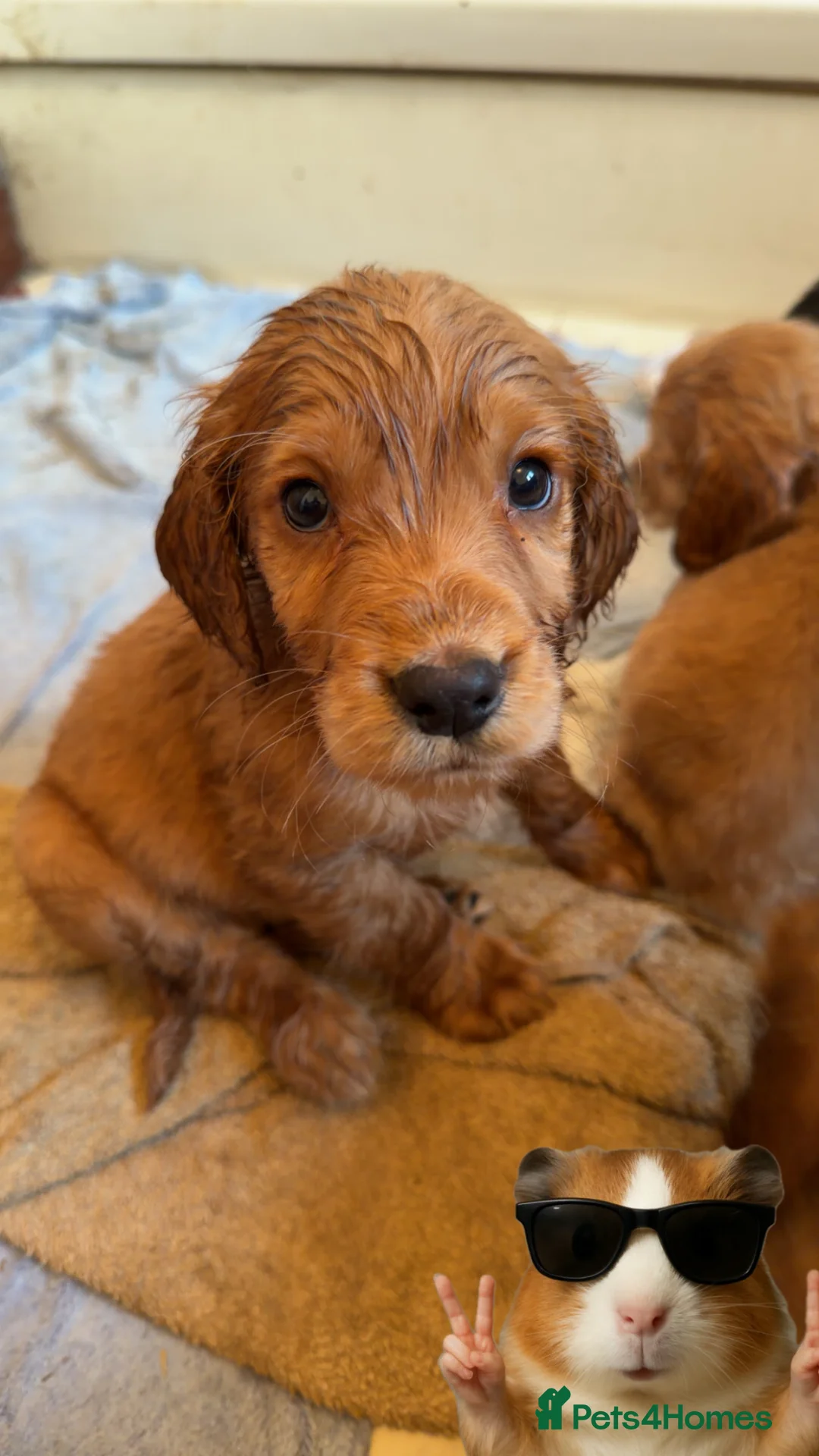 Cocker Spaniel dogs for sale: Working cocker spaniel puppies  - Advert 9
