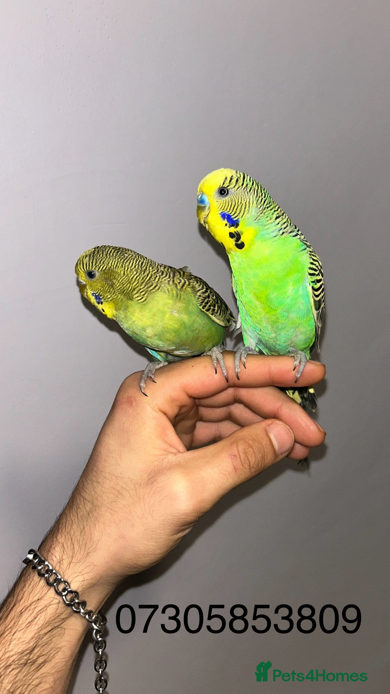 Budgerigars birds Fully tame bonded pair budgies  - Advert 15