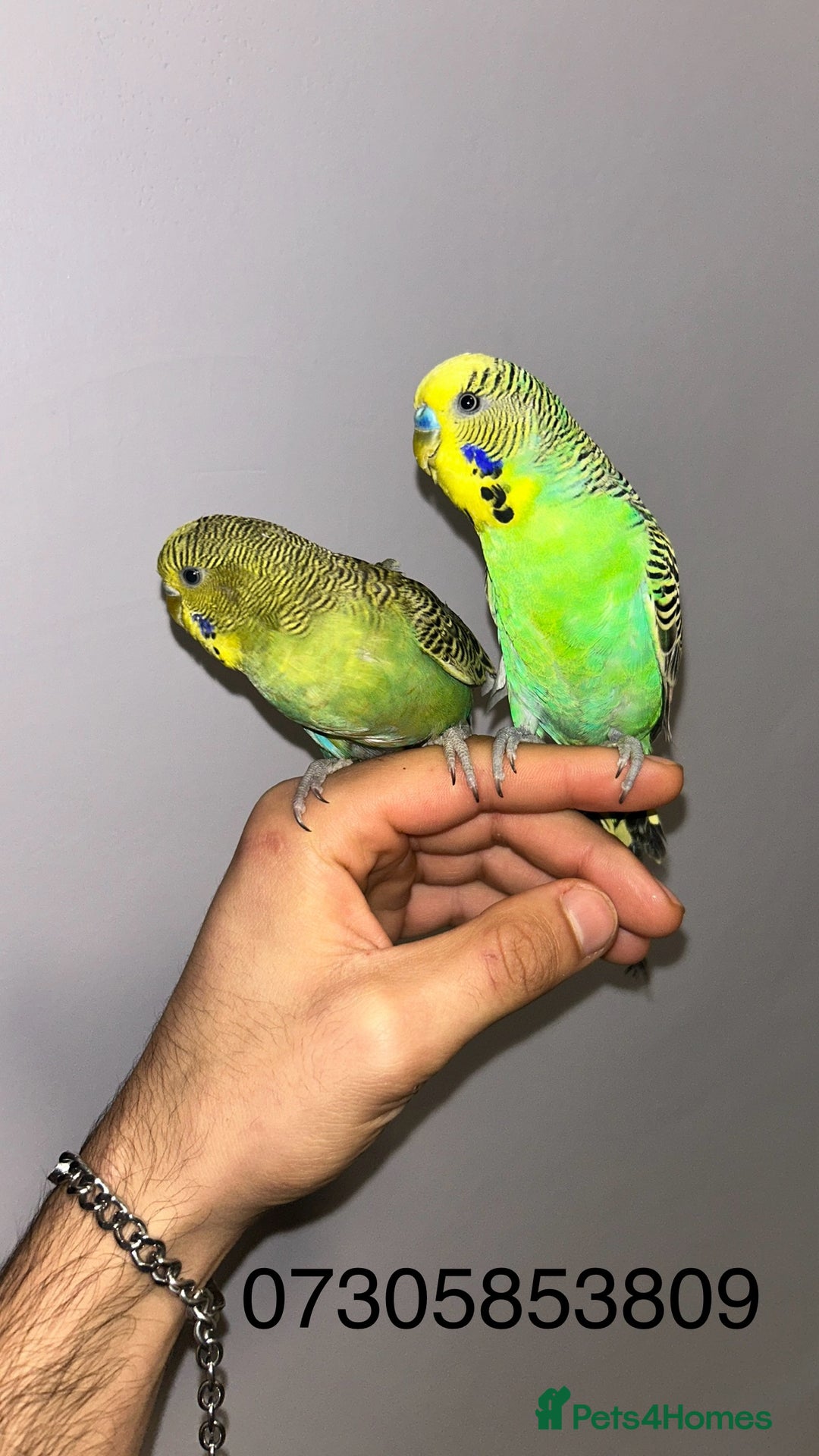 Budgerigars birds for sale: Fully tame bonded pair budgies  - Advert 1