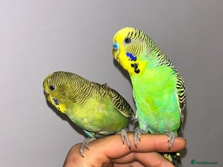 Budgerigars birds Fully tame bonded pair budgies - Advert 15