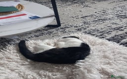 Mixed Breed cats for sale: 2 kittens for rehoming  - Image 3